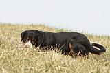 GRAND BOUVIER SUISSE 079